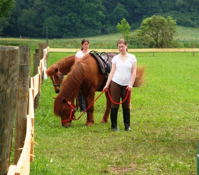 Die Ponys dürfen auch geritten werden