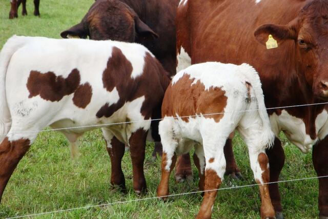 Gibts hier Streit beim Nachwuchs um die richtige Mutter ?