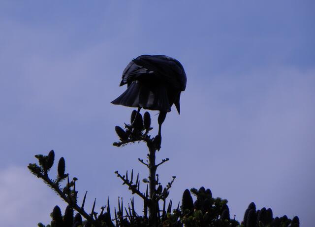na.. na...vergebens! Er drehte sich einfach nicht um....