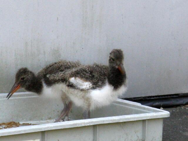 Bei dem Wetter müssen die Regenwürmer etwas gewässert werden :-)