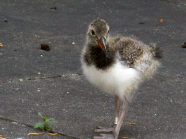 Noch habe die Küken dunkle Augen