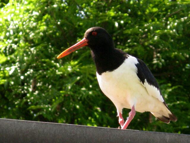 Erwachsene Austernfischer habe blutrote Augen