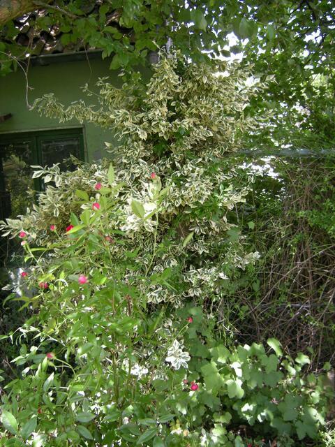 Kornelkirsche, Zierblatt und kleine Rosen.