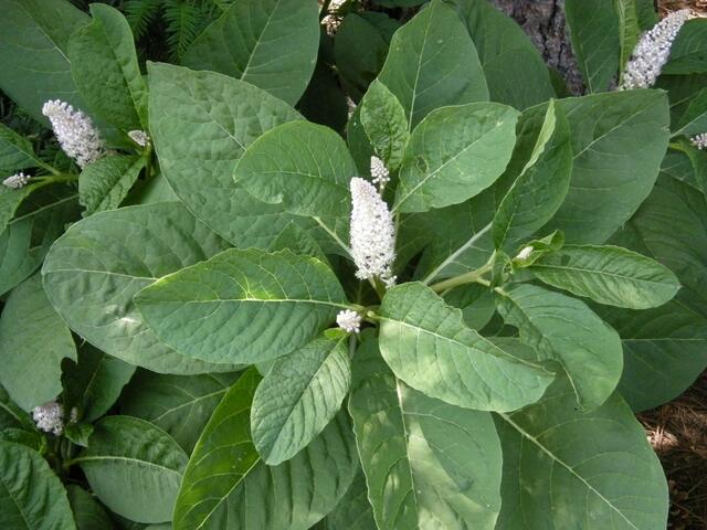 Kermes-oder Kirmes -Beere (Zuckerwatte färben)