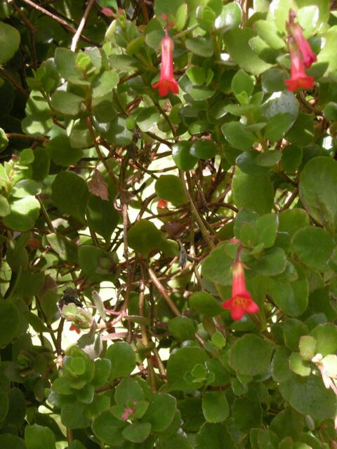 Rote Trichterblume, riesengroß als Hänge-Pflanze.