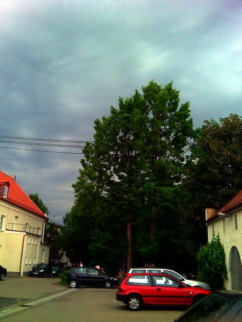 noch kein Baum der sich im Sturme biegt....