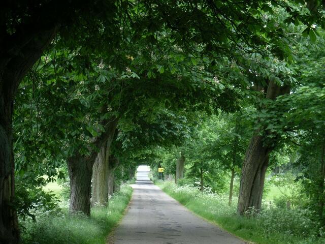Ideal zum Radeln: typische Allee in Mecklenburg.