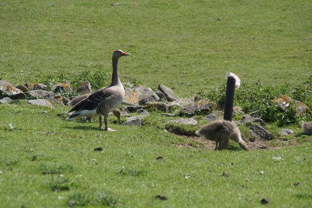 Gänse mit Jungen an der Fähre