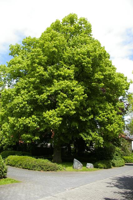 wuchtiger Baum neben dem Wollweberturm