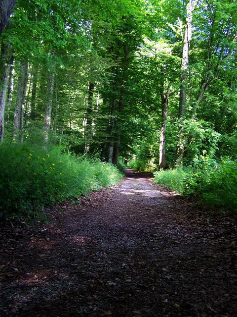 Der Weg mit Licht und Schatten