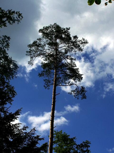 Wind und Wetter ausgesetzt und zum Himmel blickend