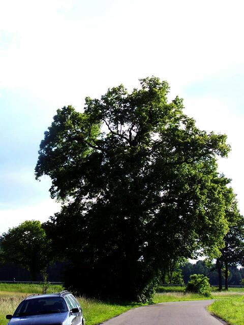 Der Baum - Ursprung der Beständigkeit und des Wachstums