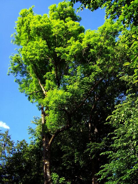 In den blauen Himmel ragend