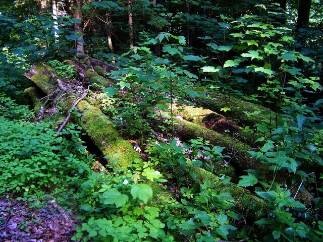 Die Natur pur