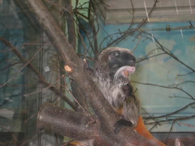 Das seltsame Äffchen war bestimmt keine 30cm groß, wenn man den Schwanz nicht mit einrechnet :-)