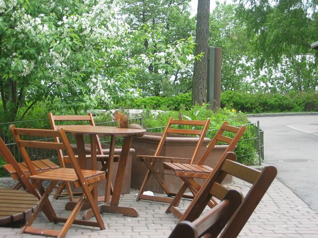 Eichhörnchen fand zusammengekülltes Alu und musste es untersuchen, ob noch was Essbares zu finden ist