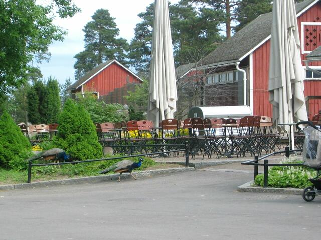 Pfau überquert die Straße - sie suchen überall nach Krümel, die die Menschen verlieren