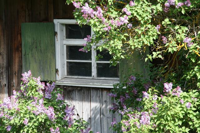 Allgäuer Idylle