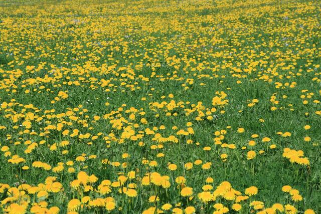 blühende Löwenzahn-Wiese