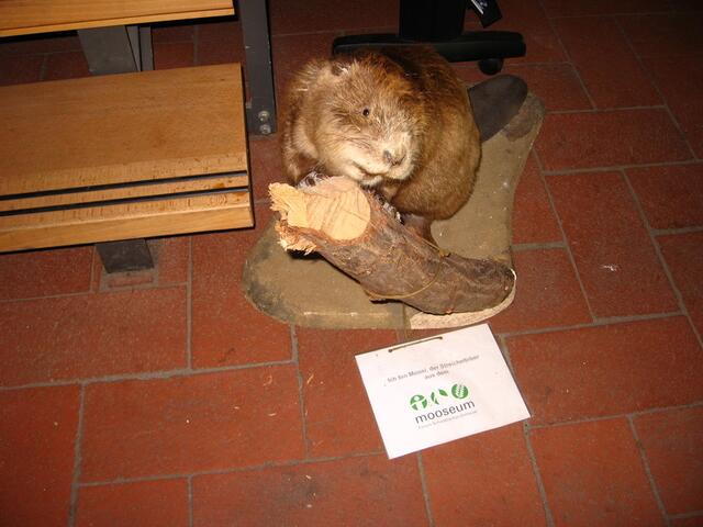 Unser "Freund", der Biber, hier in seiner eher leblosen Gestalt als "Streichelbiber".