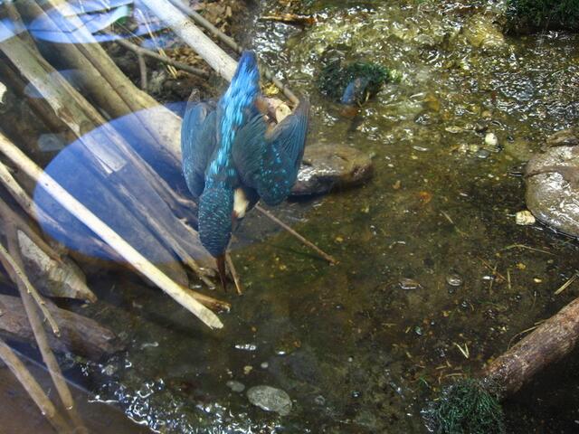 Naturpanorama in Echtgröße hinter Glas: Eisvogel kurz vor dem Eintauchen in den Wasserlauf