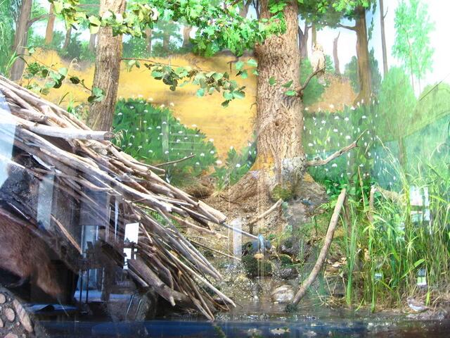 Naturpanorama in Echtgröße hinter Glas, das leider meistens spiegelt