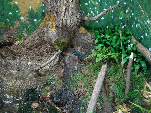 Naturpanorama in Echtgröße hinter Glas mit dem "Juwel des Donauriedes", dem Eisvogel