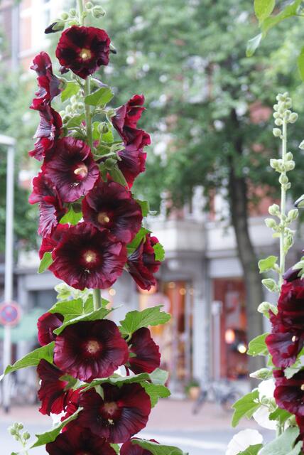 Linden, Am Strassenrand
