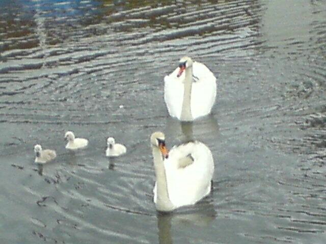 Familie Schwan !!!