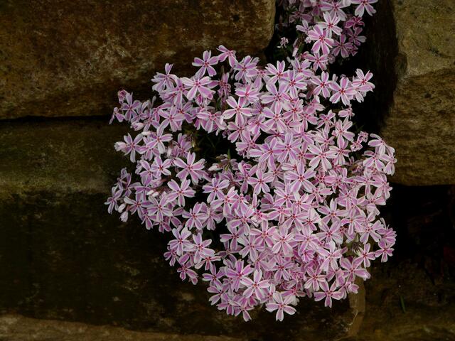 Kissen-Phlox, Polster-Phlox (Phlox Subulata)