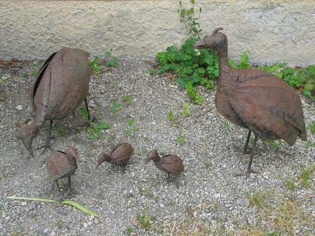 Vogelfamilie im Hof - läuft nicht davon!