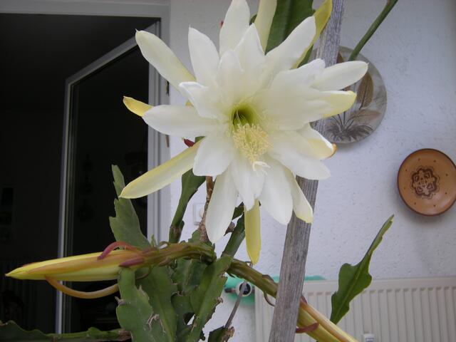 Einzelbild von der zweiten Blüte.