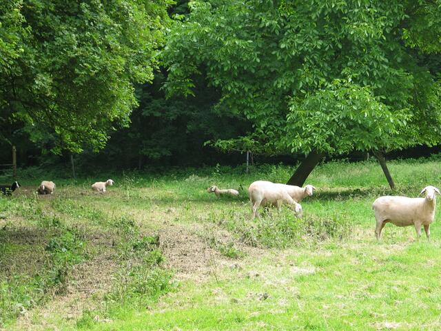 Friedliche Gäste im Park - natürliche "Rasenmäher".