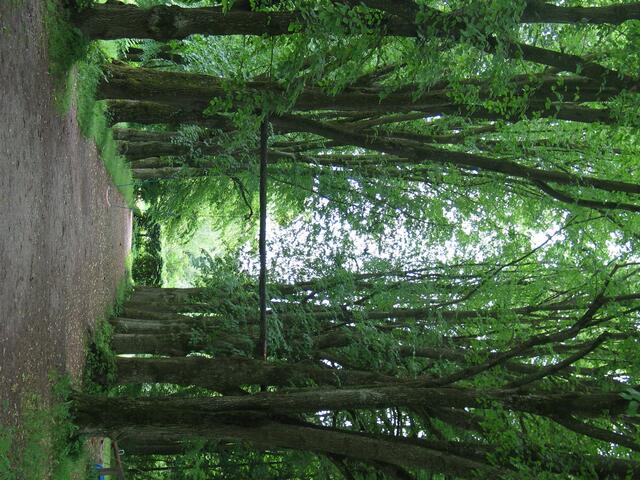 Herrliche Bäume im Park des Gutshofes.