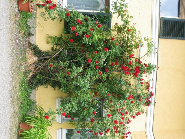 Rosenidylle am Haus.