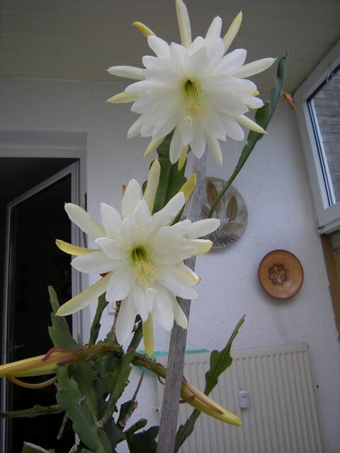 Zwei Blüten, die untere ist die größte.