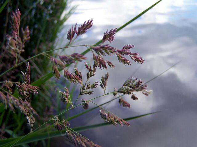 wo manche Halme standen im Wind.....