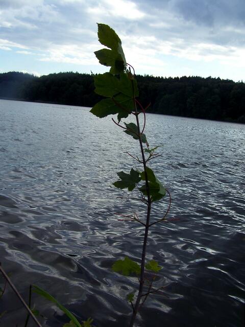sie beugt sich nicht dem Wind..........