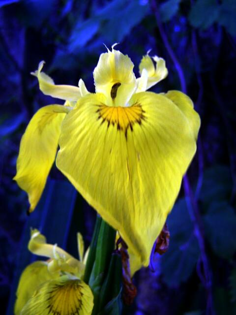 und dieser Blüte Elexier..............
