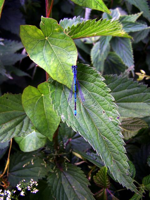 Was auf dem Blatt hier blau nur schien???