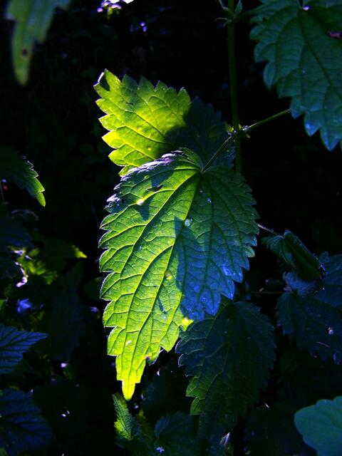 Am Blatt ein Schattengewerk