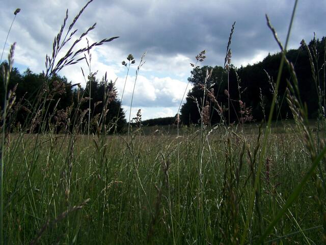 gehören hier zu der Natur.........