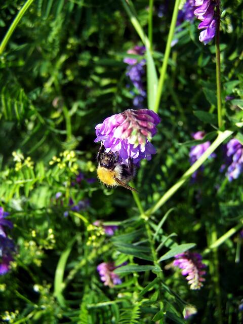 die Hummel stört's auf keinen Fall...........