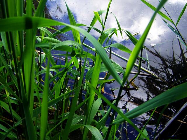 in das nasse Wasser getaucht auch war....