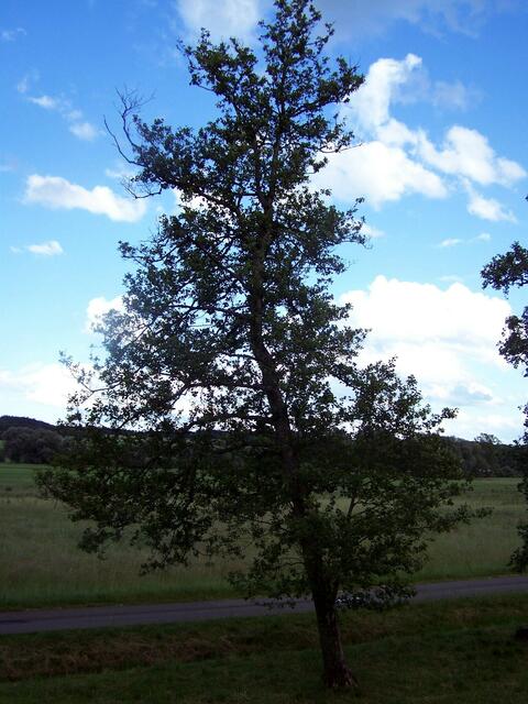 auf den weiß - blauen Himmel zurück....