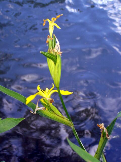 Blumen hier am Wasserrand....