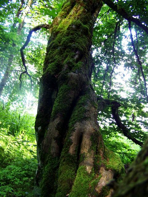 wie nicht dieser Baum hier nur...........