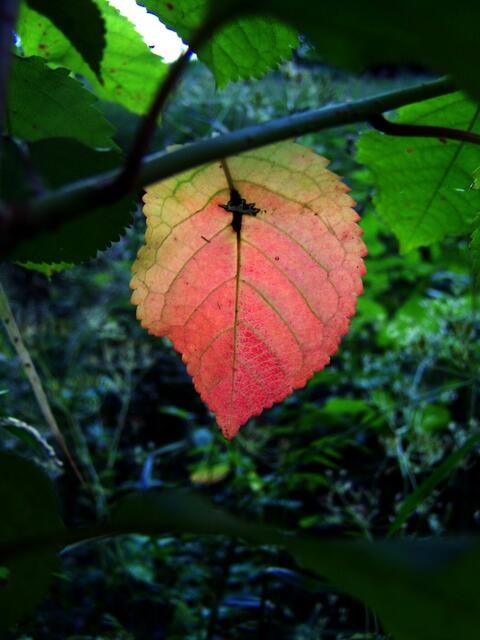 ein farbig Blatt, zu glauben kaum.....