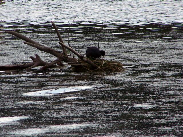 hier ein Nest