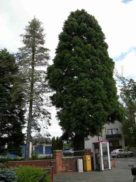 Mammutbaum.